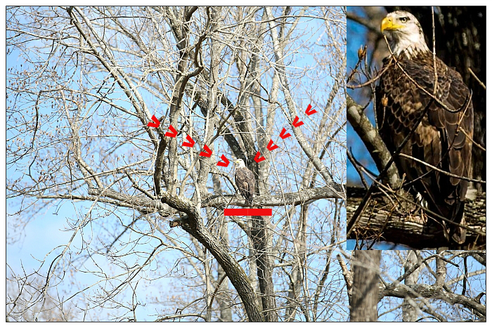 Bald Eagle Near Raleigh NC