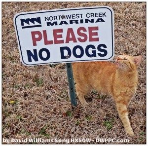 Cat By Dog Sign
