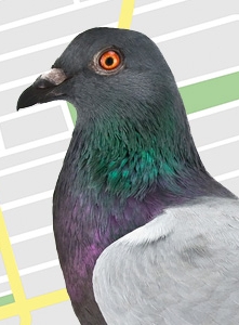 Google Pigeon Update