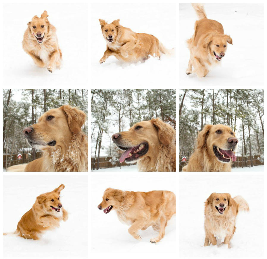 Tucker Playing in Raleigh Area Snow Storm 2015